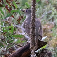 Ptilonorhynchus violaceus (Satin Bowerbird) at Greenway, ACT - 26 Feb 2022 by RodDeb