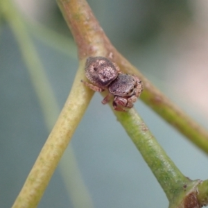 Simaethula sp. (genus) at Murrumbateman, NSW - 26 Feb 2022