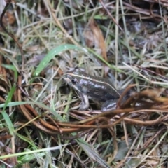 Limnodynastes tasmaniensis (Spotted Grass Frog) at Penrose - 26 Feb 2022 by PDL08