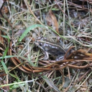 Limnodynastes tasmaniensis at Penrose, NSW - 26 Feb 2022