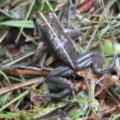 Limnodynastes tasmaniensis at Penrose, NSW - 26 Feb 2022 04:32 PM