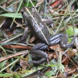 Limnodynastes tasmaniensis at Penrose, NSW - 26 Feb 2022 04:32 PM