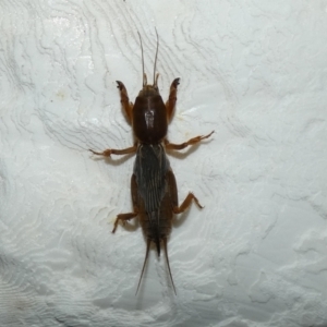 Gryllotalpa sp. (genus) at McKellar, ACT - 25 Feb 2022