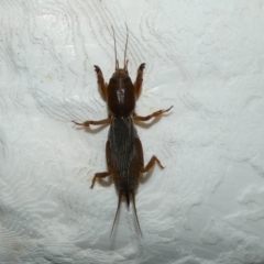 Gryllotalpa sp. (genus) (Mole Cricket) at McKellar, ACT - 25 Feb 2022 by Birdy