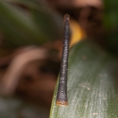 Hirudinea sp. (Class) (Unidentified Leech) at Acton, ACT - 24 Feb 2022 by rawshorty