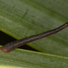 Hirudinea sp. (Class) at Acton, ACT - 25 Feb 2022