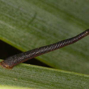 Hirudinea sp. (Class) at Acton, ACT - 25 Feb 2022