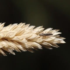 Chironomidae (family) (Non-biting Midge) at Jerrabomberra Wetlands - 23 Feb 2022 by TimL