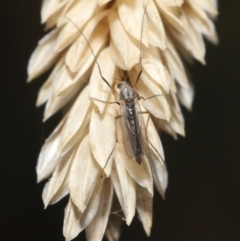 Chironomidae (family) at Fyshwick, ACT - 23 Feb 2022 11:41 AM