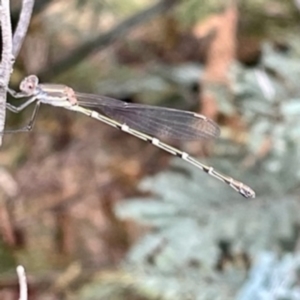 Austrolestes leda at O'Connor, ACT - 26 Feb 2022 12:41 PM