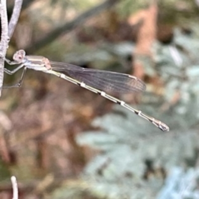 Austrolestes leda (Wandering Ringtail) at O'Connor, ACT - 26 Feb 2022 by ibaird