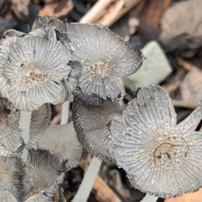 Coprinellus etc. (An Inkcap) at Campbell, ACT - 26 Feb 2022 by JanetRussell