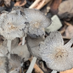 Coprinellus etc. (An Inkcap) at Campbell, ACT - 26 Feb 2022 by JanetRussell