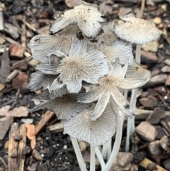 Coprinellus etc. at Campbell, ACT - 26 Feb 2022