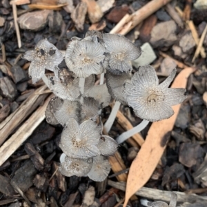 Coprinellus etc. at Campbell, ACT - 26 Feb 2022 11:06 AM