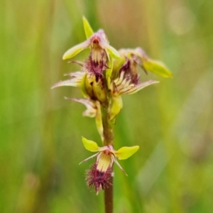 Corunastylis apostasioides at Saint George, NSW - suppressed