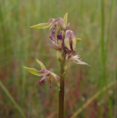 Corunastylis apostasioides at Saint George, NSW - suppressed