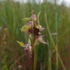 Corunastylis apostasioides at Saint George, NSW - suppressed