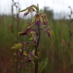 Corunastylis apostasioides at Saint George, NSW - suppressed