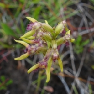 Corunastylis apostasioides at Saint George, NSW - suppressed