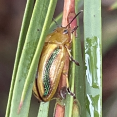 Calomela juncta (Leaf beetle) at Sullivans Creek, O'Connor - 26 Feb 2022 by ibaird