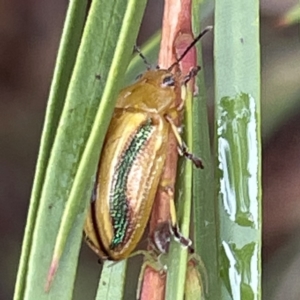 Calomela juncta at O'Connor, ACT - 26 Feb 2022 01:20 PM