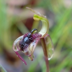 Chiloglottis curviclavia (A bird orchid) at Sassafras, NSW - 25 Feb 2022 by RobG1