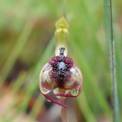 Chiloglottis curviclavia at Sassafras, NSW - suppressed