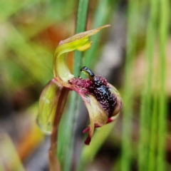 Chiloglottis curviclavia at Sassafras, NSW - suppressed