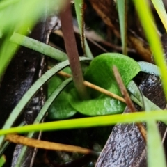 Chiloglottis curviclavia at Sassafras, NSW - suppressed