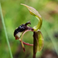 Chiloglottis curviclavia at Sassafras, NSW - suppressed