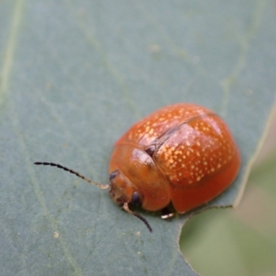 Paropsisterna cloelia (Eucalyptus variegated beetle) at Murrumbateman, NSW - 26 Feb 2022 by SimoneC