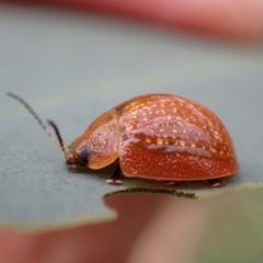 Paropsisterna cloelia at Murrumbateman, NSW - 26 Feb 2022