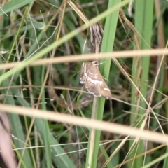 Spoladea recurvalis (Beet Webworm) at Murrumbateman, NSW - 26 Feb 2022 by SimoneC