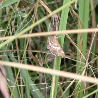 Spoladea recurvalis (Beet Webworm) at Murrumbateman, NSW - 26 Feb 2022 by SimoneC