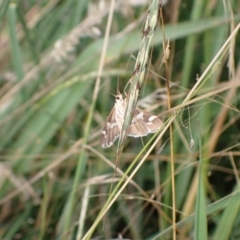 Spoladea recurvalis at Murrumbateman, NSW - 26 Feb 2022 05:32 PM