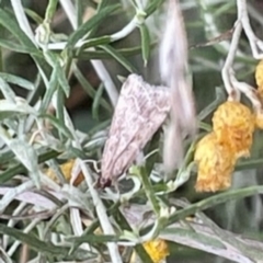 Eudonia cleodoralis (A Crambid moth) at Sullivans Creek, O'Connor - 26 Feb 2022 by ibaird