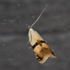 Ardozyga desmatra (A Gelechioid moth) at Melba, ACT - 1 Jan 2022 by kasiaaus