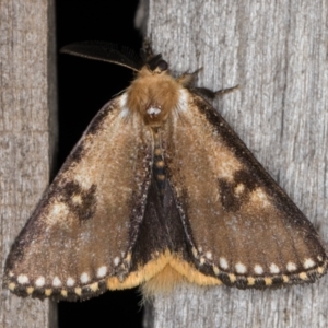 Epicoma contristis at Melba, ACT - 1 Jan 2022