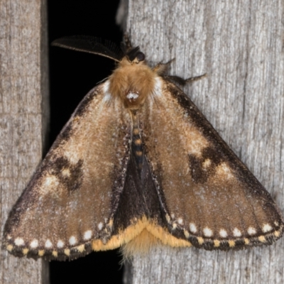 Epicoma contristis (Yellow-spotted Epicoma Moth) at Melba, ACT - 1 Jan 2022 by kasiaaus