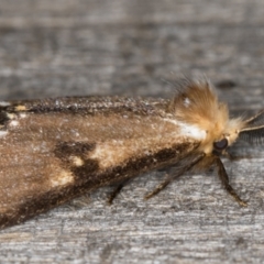 Epicoma contristis at Melba, ACT - 1 Jan 2022 09:22 PM