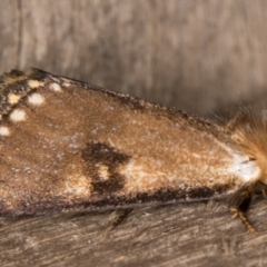 Epicoma contristis at Melba, ACT - 1 Jan 2022