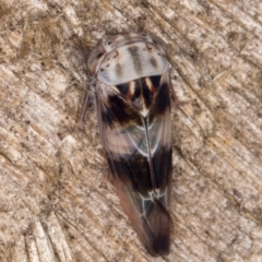Rosopaella cuprea (A leafhopper) at Melba, ACT - 1 Jan 2022 by kasiaaus