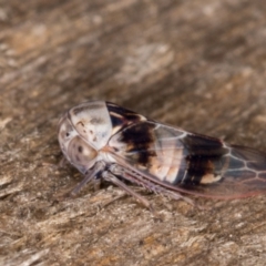 Rosopaella cuprea at Melba, ACT - 1 Jan 2022 09:11 PM