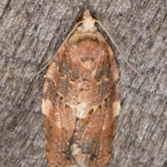 Epiphyas ashworthana (Ashworth's Tortrix) at Melba, ACT - 1 Jan 2022 by kasiaaus