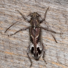 Phacodes personatus (Longhorn beetle) at Melba, ACT - 1 Jan 2022 by kasiaaus