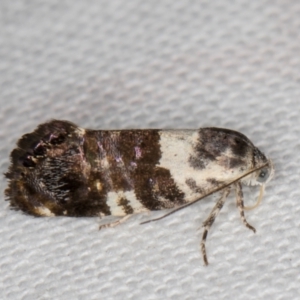 Eupselia aristonica at Melba, ACT - 1 Jan 2022