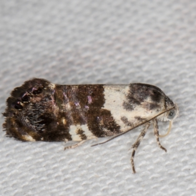 Eupselia aristonica (A Twig Moth) at Melba, ACT - 1 Jan 2022 by kasiaaus