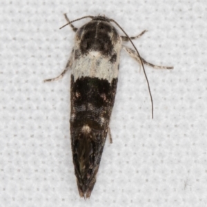 Eupselia aristonica at Melba, ACT - 1 Jan 2022