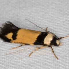 Cosmopterigidae (family) undescribed species (a cosmet moth) at Melba, ACT - 1 Jan 2022 by kasiaaus